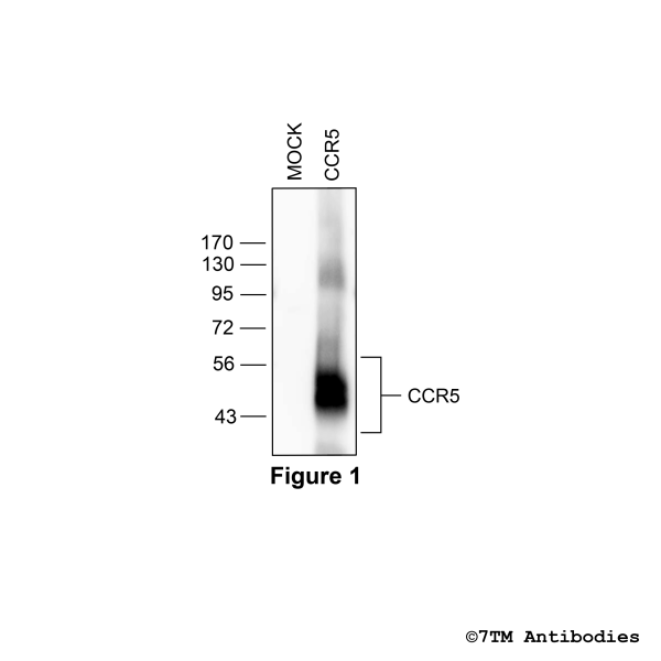 Validation of the CC Chemokine Receptor 5 in transfected HEK293 cells