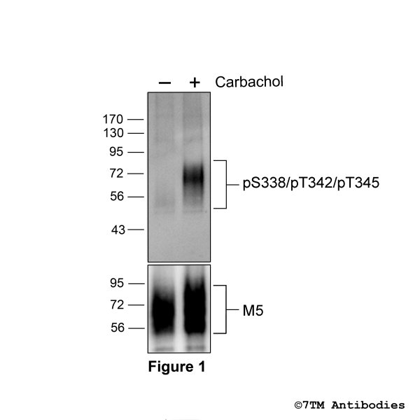 Agonist-induced Serine338/Threonine342/Threonine345 phosphorylation of the M5 Muscarinic Acetylcholine Receptor
