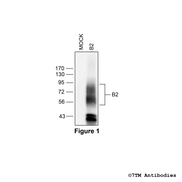 Validation of the Bradykinin Receptor 2 in transfected HEK293 cells.