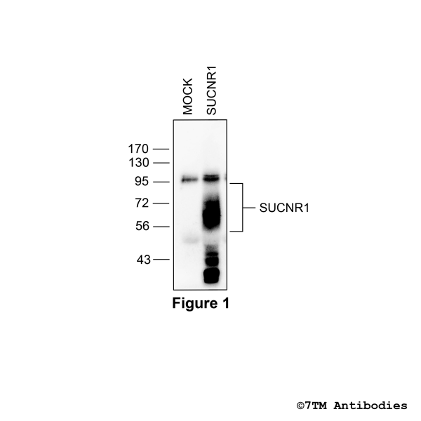Validation of the SUCNR1 Receptor in transfected HEK293 cells