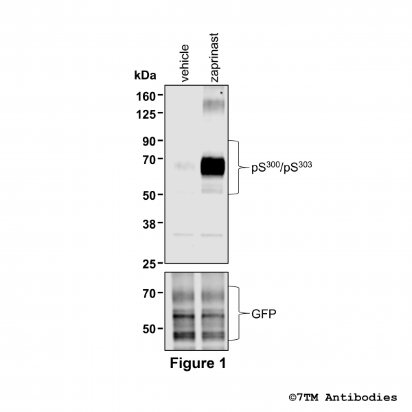 Agonist-induced Serine300/Serine303 phosphorylation of GPR35 Receptor