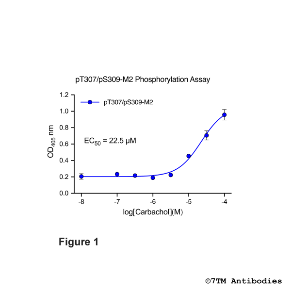 pT307/pS309-M2 Phosphorylation Assay Kit