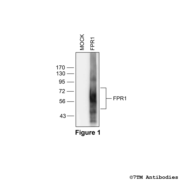 Validation of the Formylpeptide Receptor 1 in transfected HEK293 cells